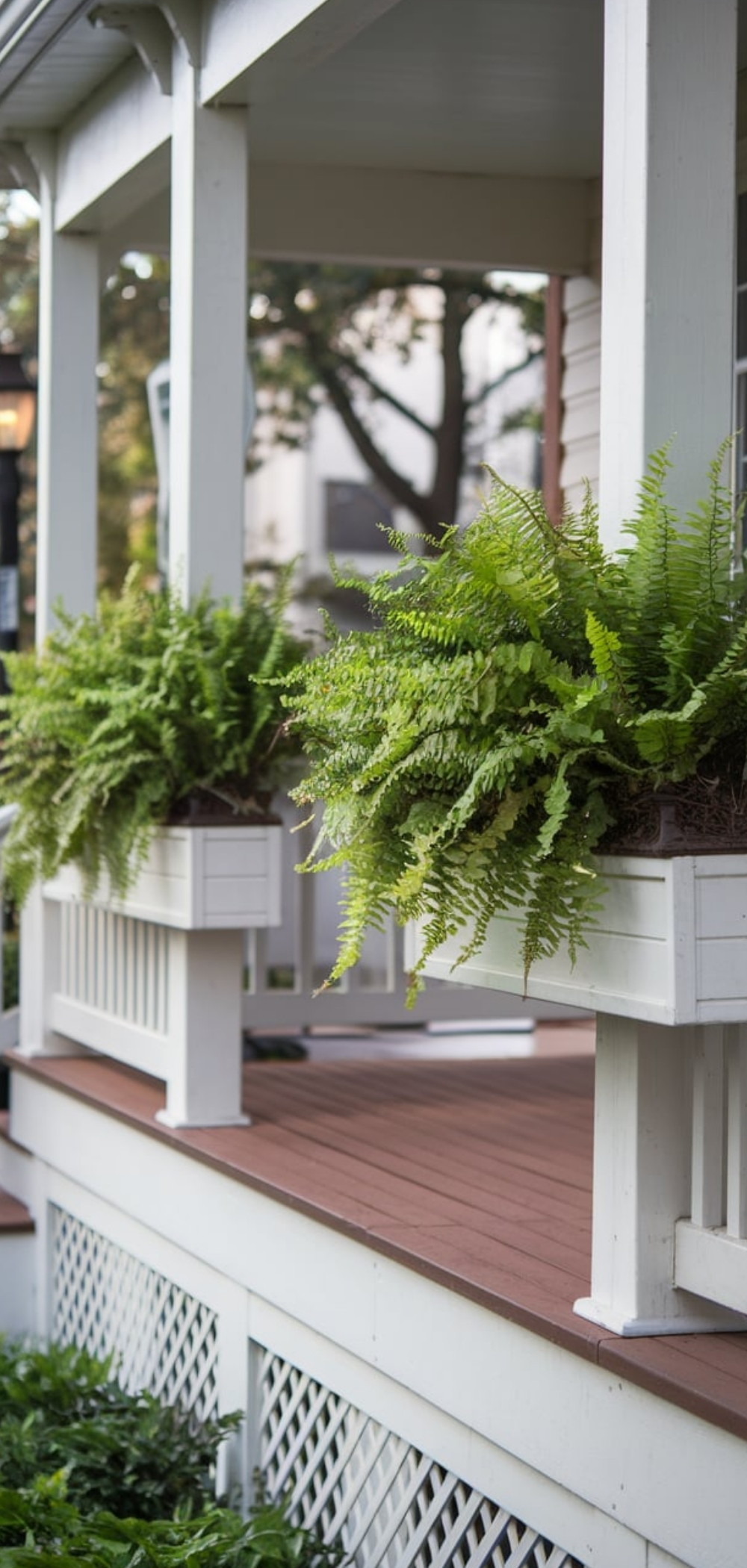 Fern On Front Porch