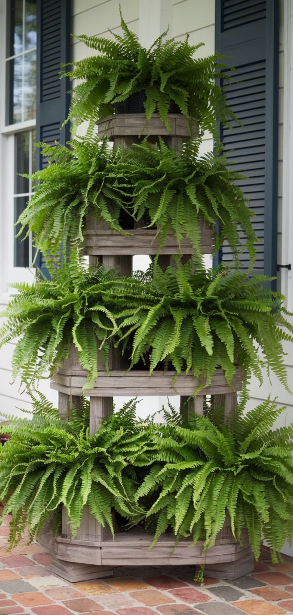 Fern On Front Porch