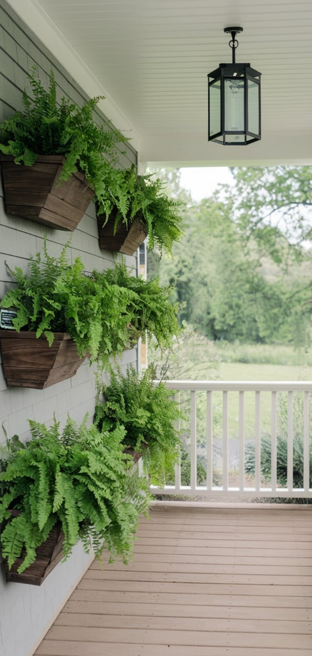 Fern On Front Porch