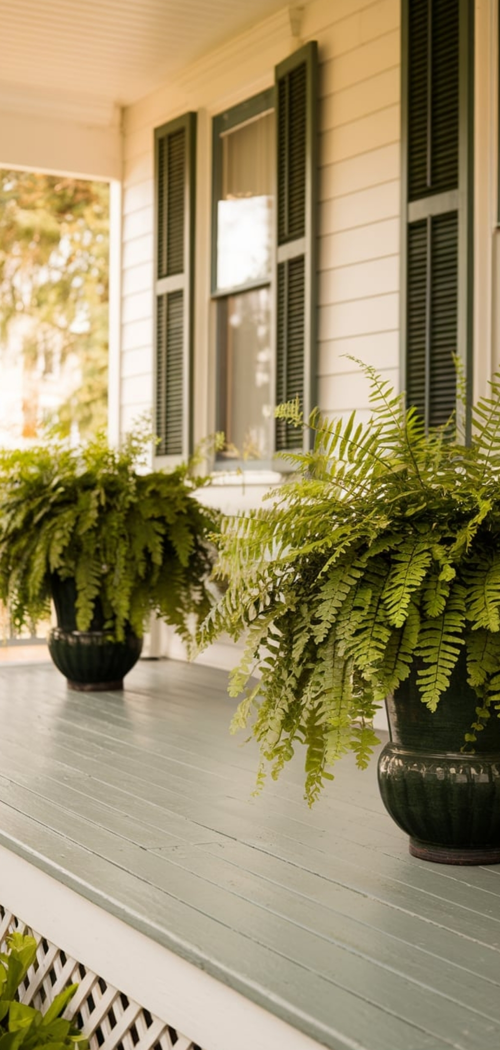 Fern On Front Porch