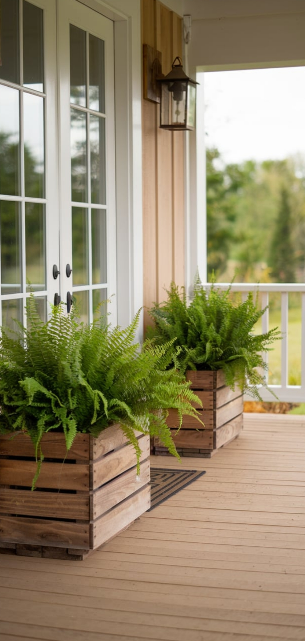 Fern On Front Porch