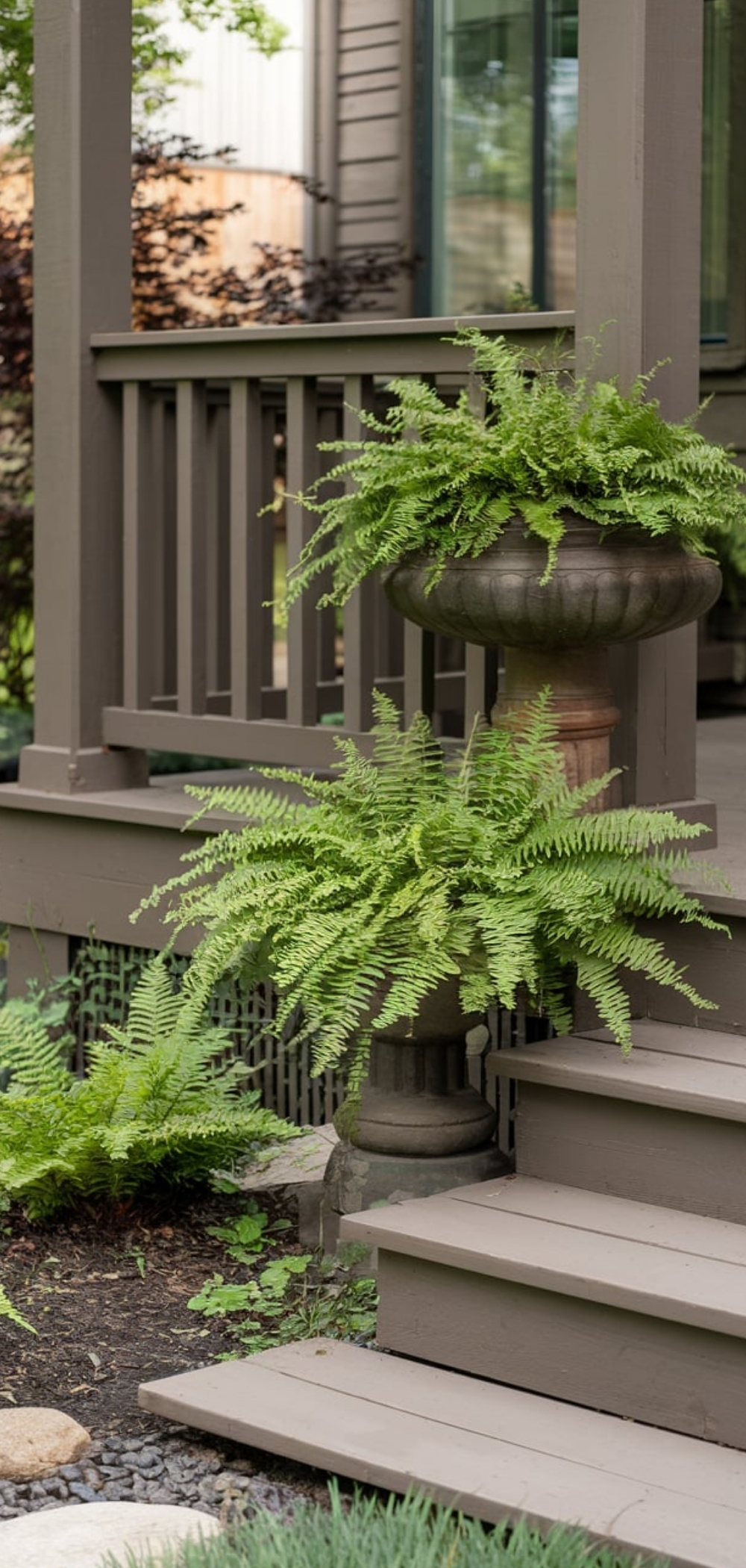 Fern On Front Porch