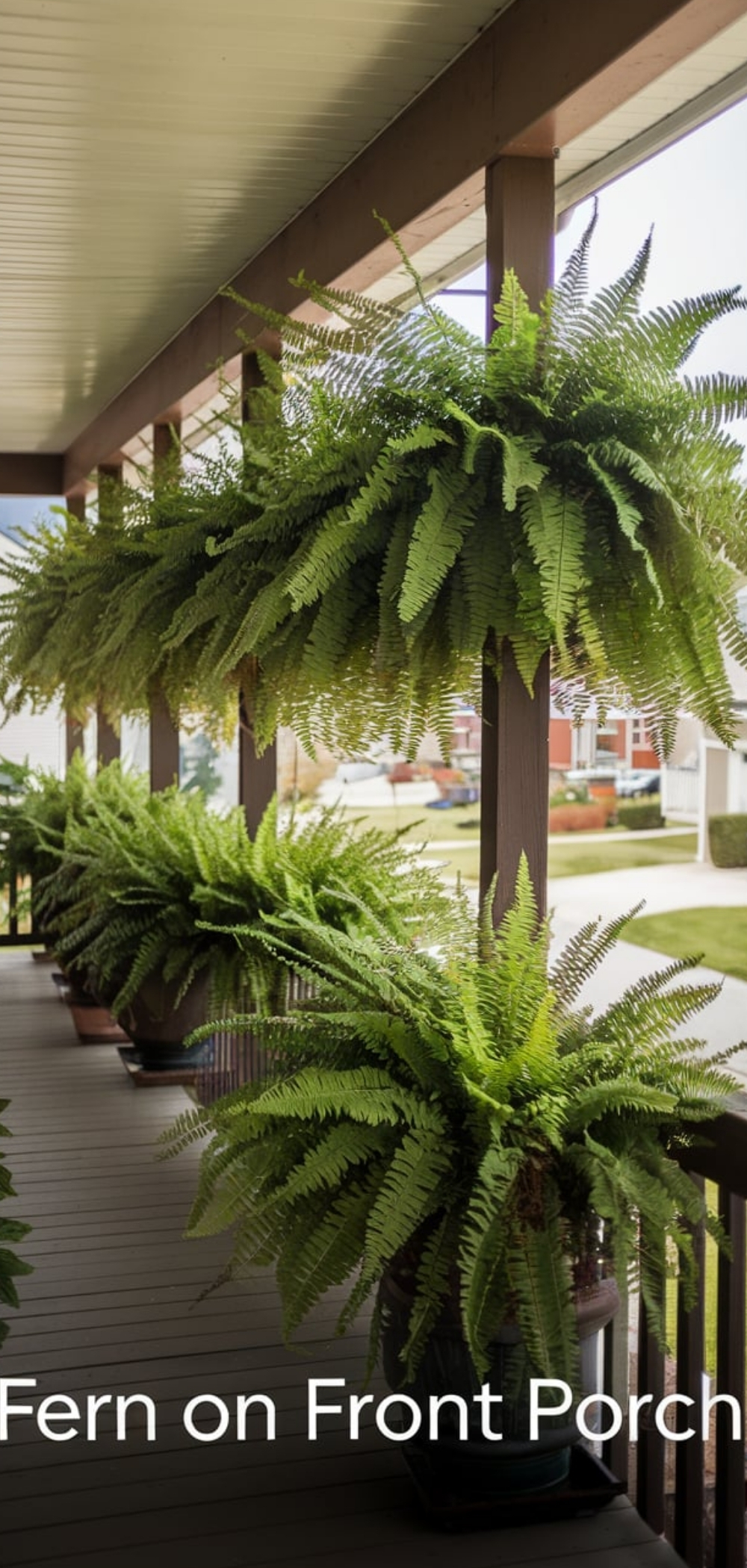 Fern On Front Porch