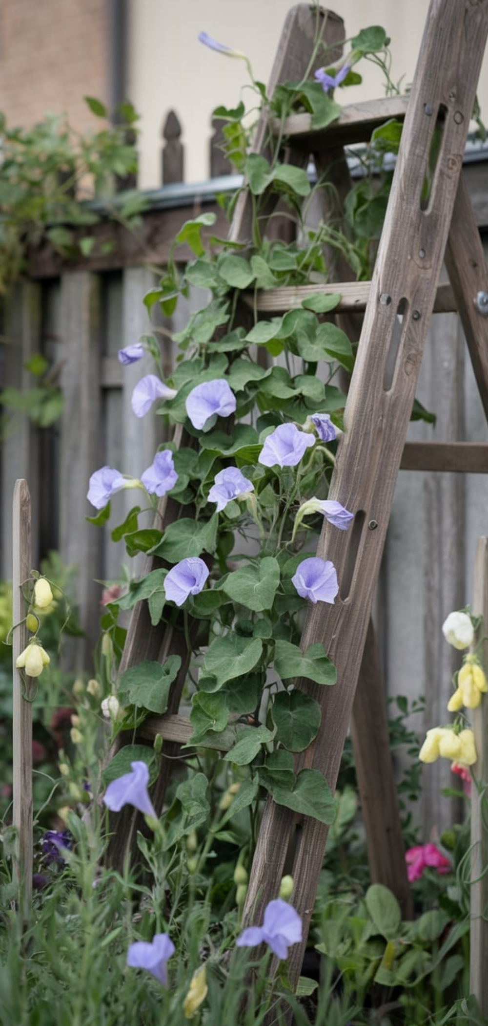 Yard Flower Bed