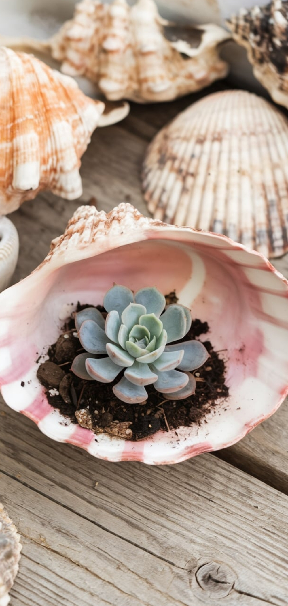 Things To Do With Sea Shells