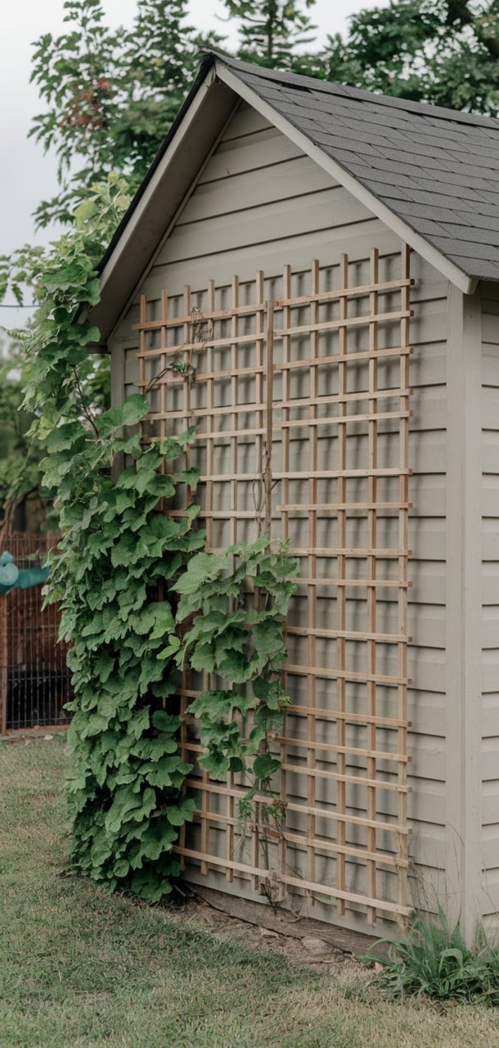 Shed Landscaping Ideas 