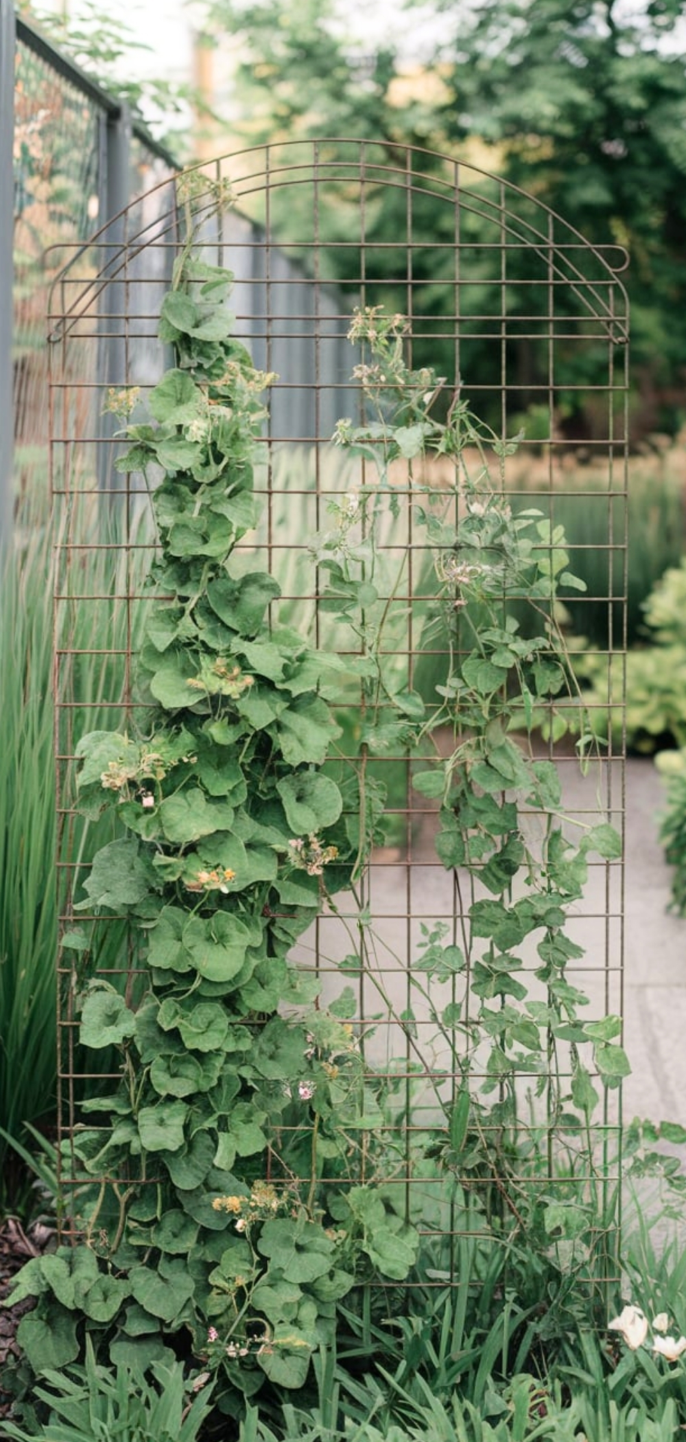 DIY Garden Trellis