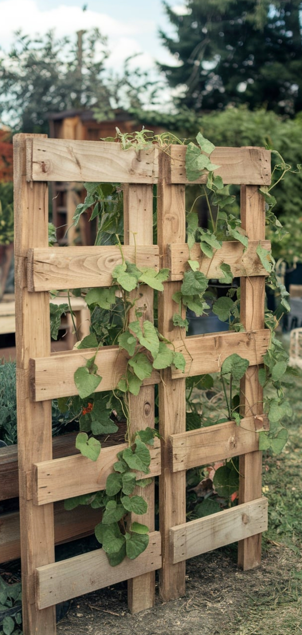 DIY Garden Trellis