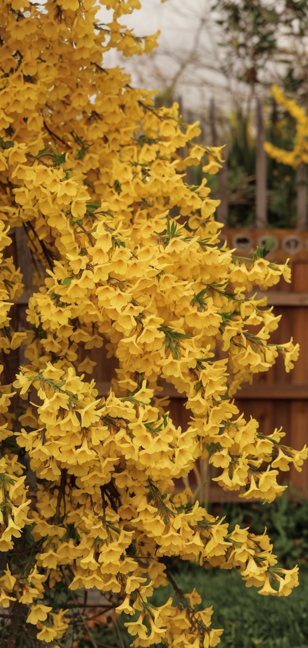 Spring Flowers