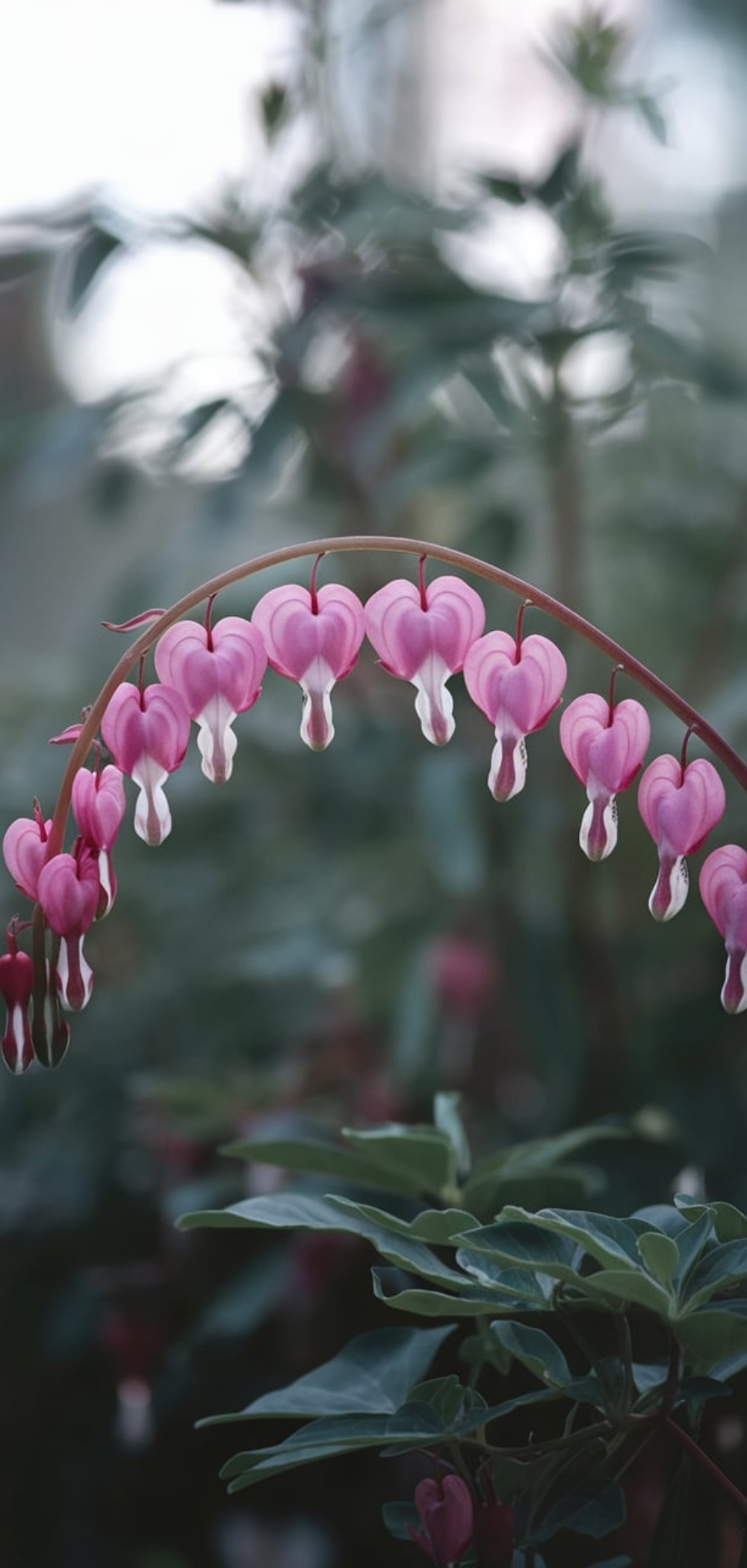 Spring Flowers