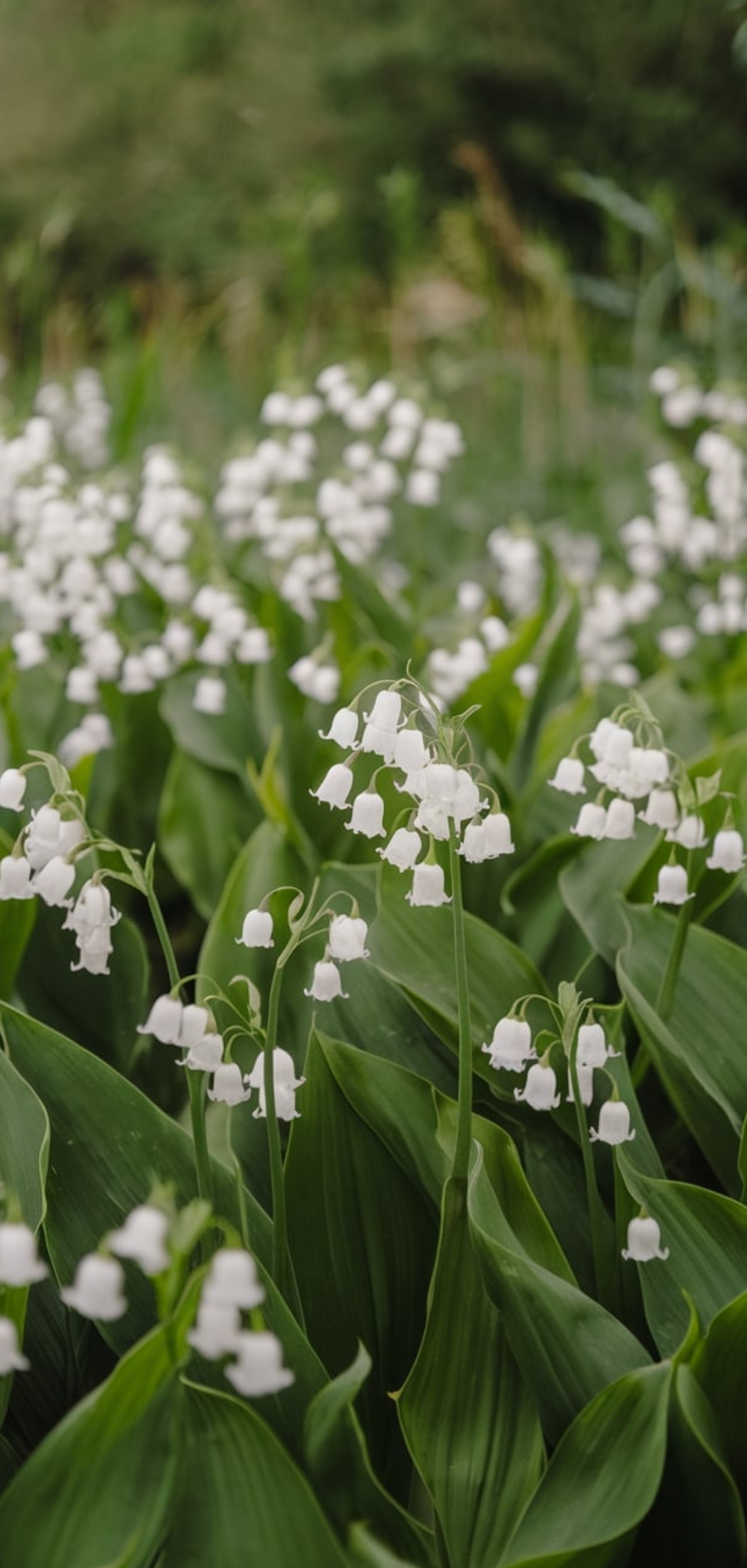 Spring Flowers