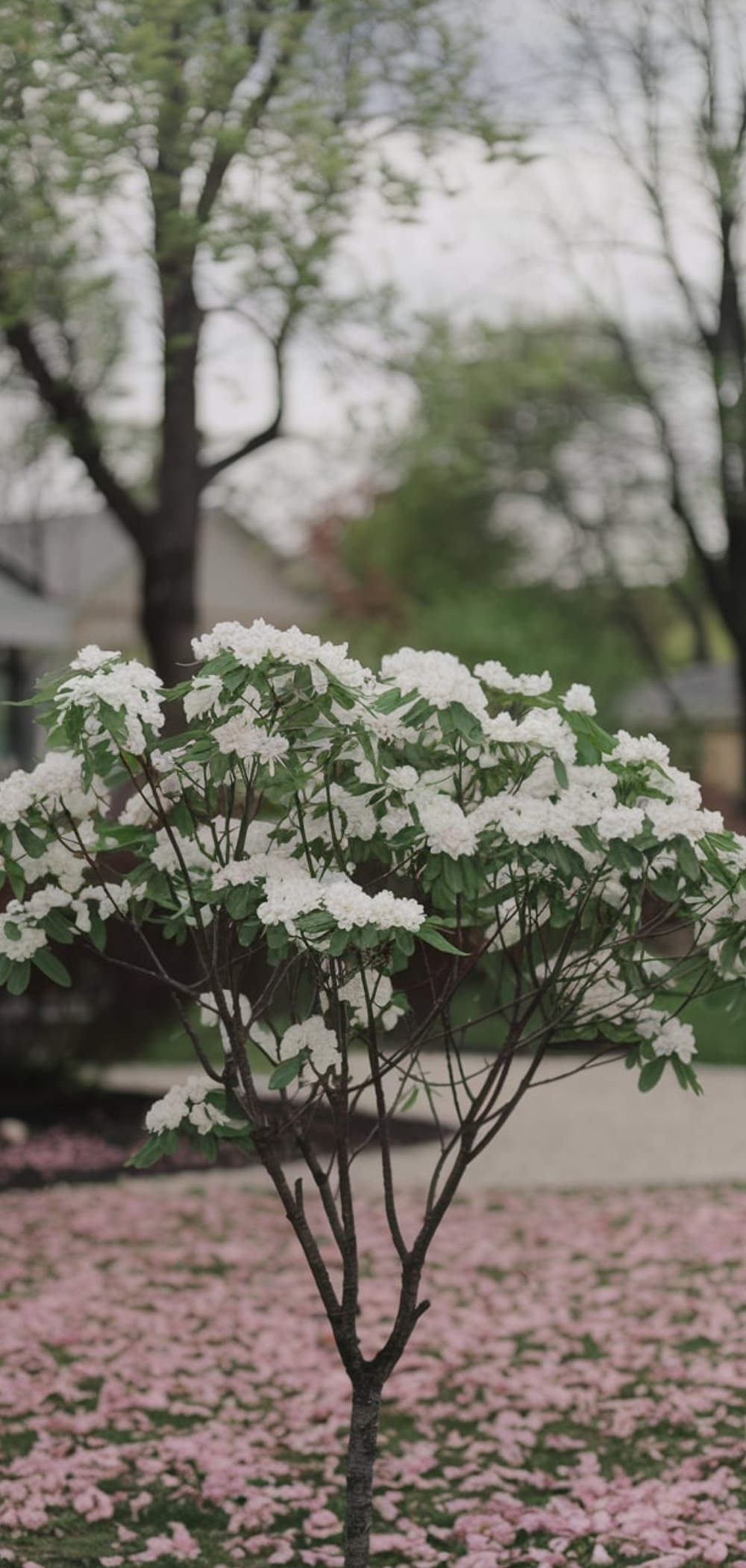 Front Yard Ideas