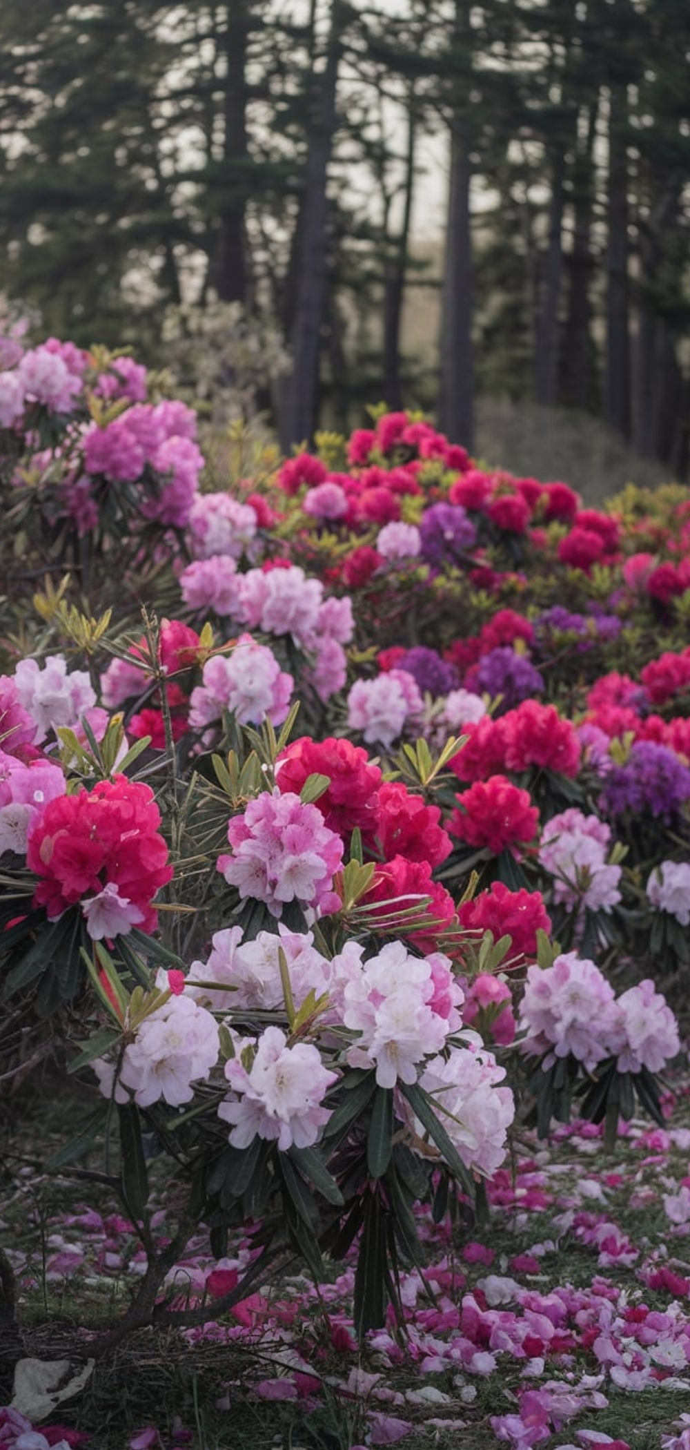 Spring Flowers