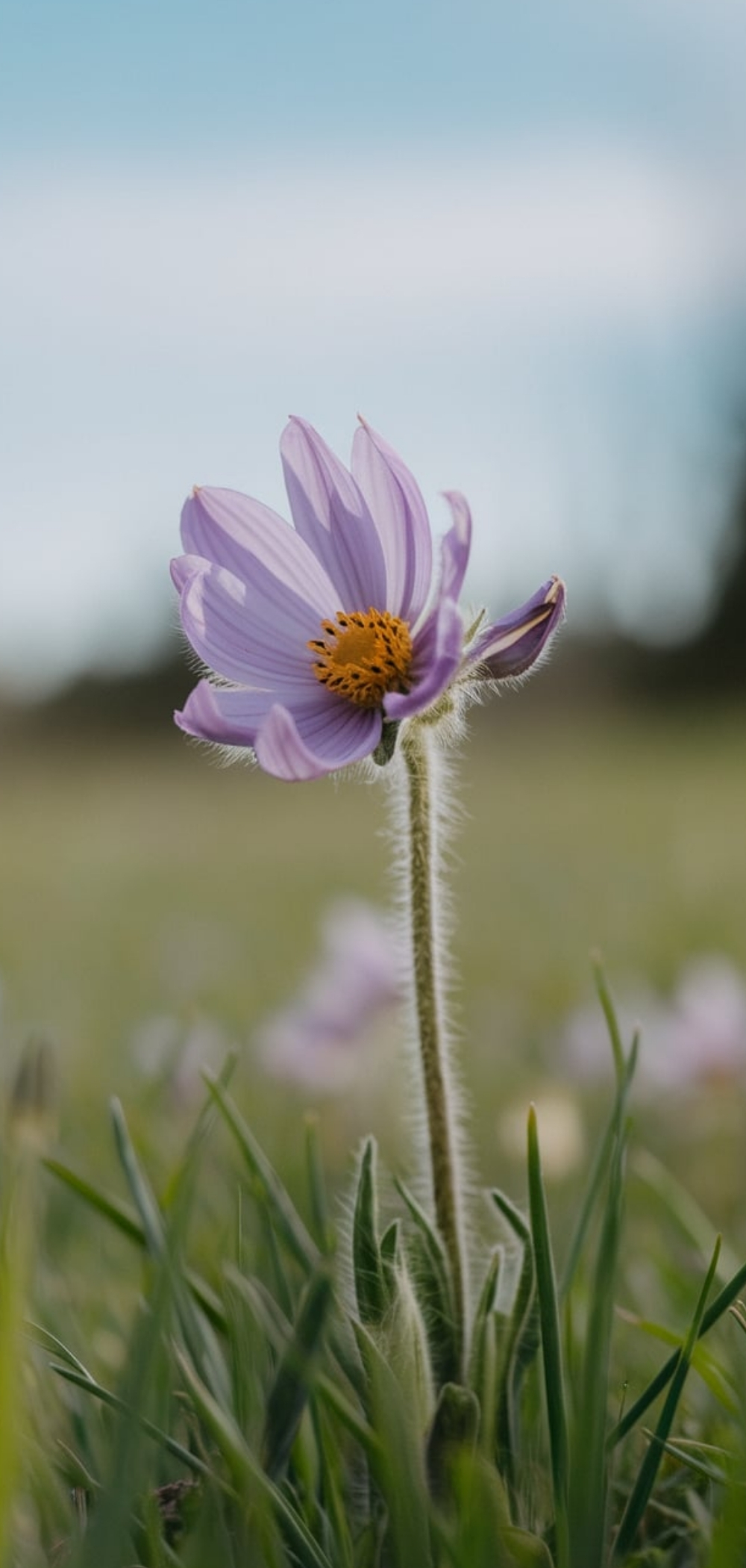 Spring Flowers