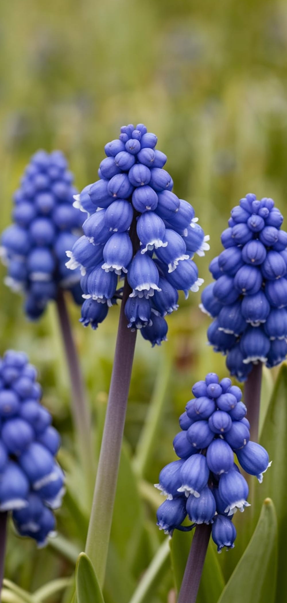 Spring Flowers