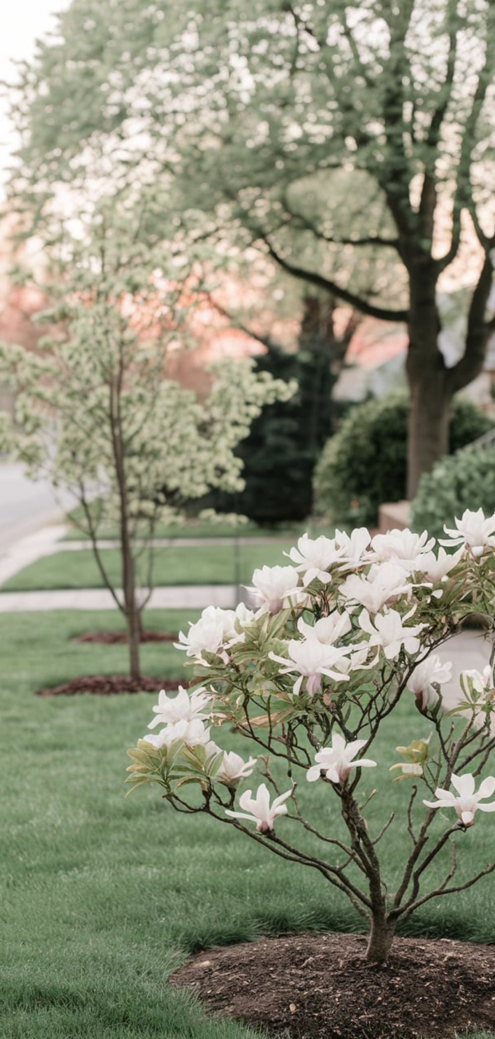 Front Yard Ideas