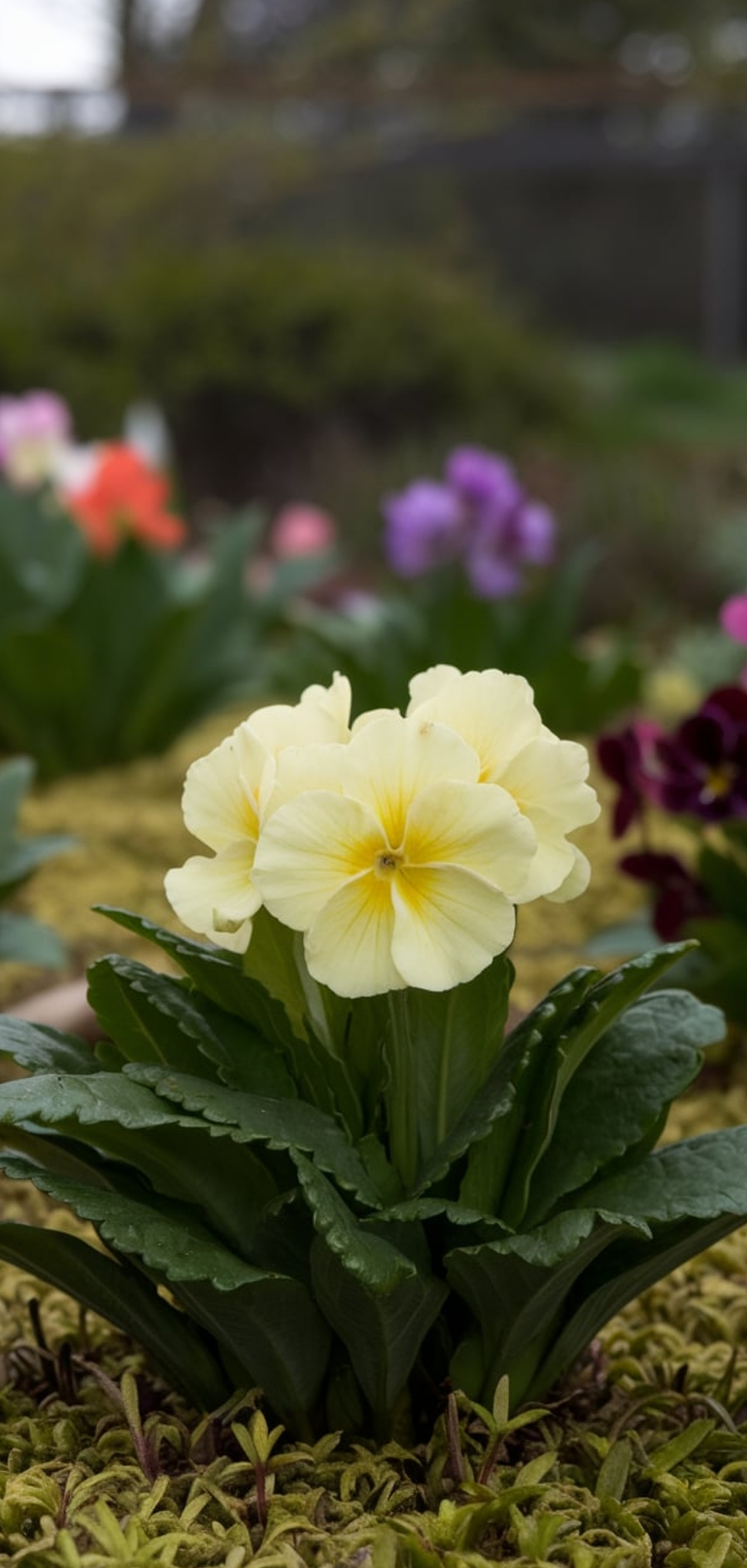 Spring Flowers