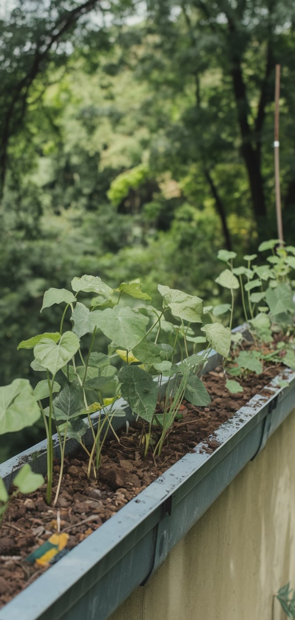 DIY Vegetable Garden