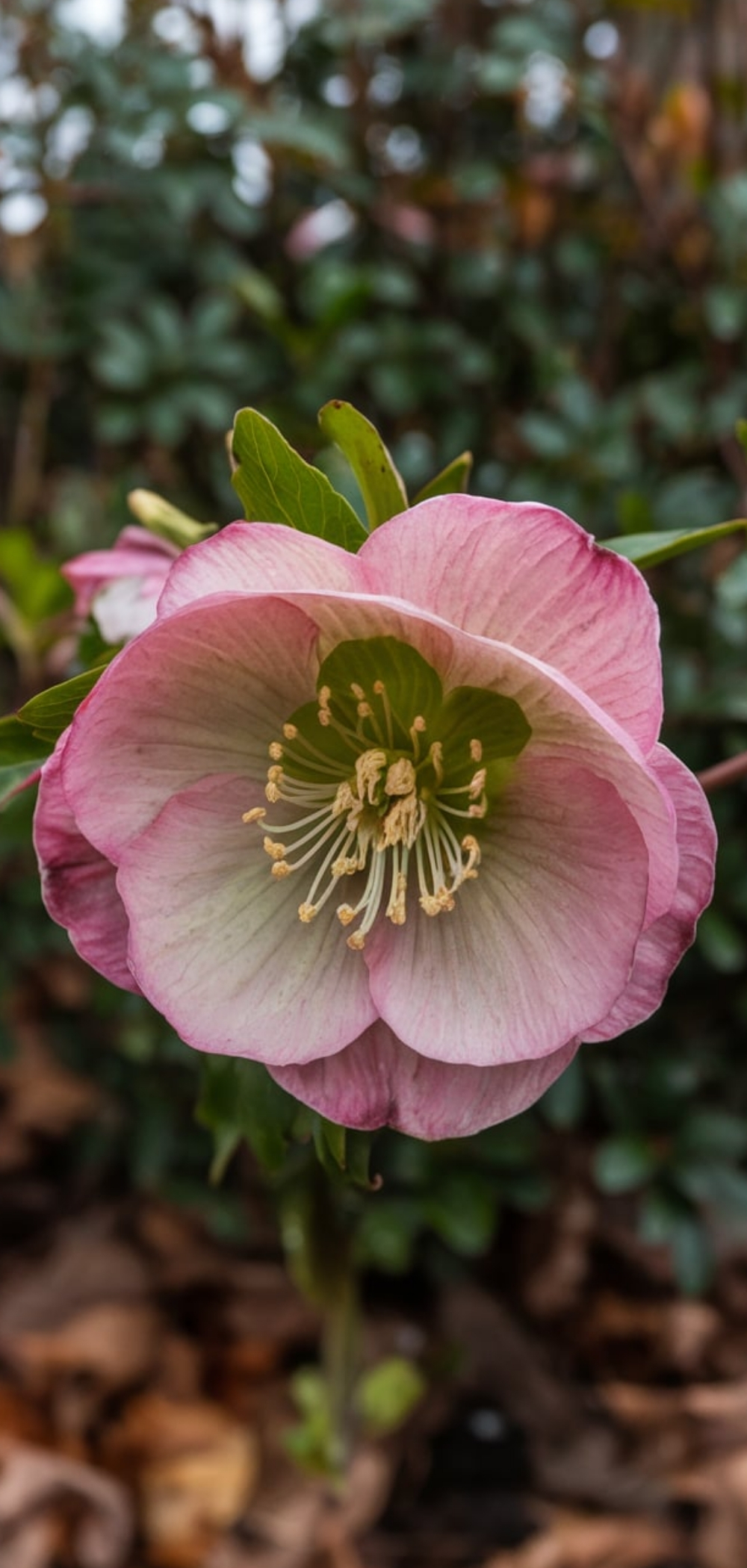 Spring Flowers