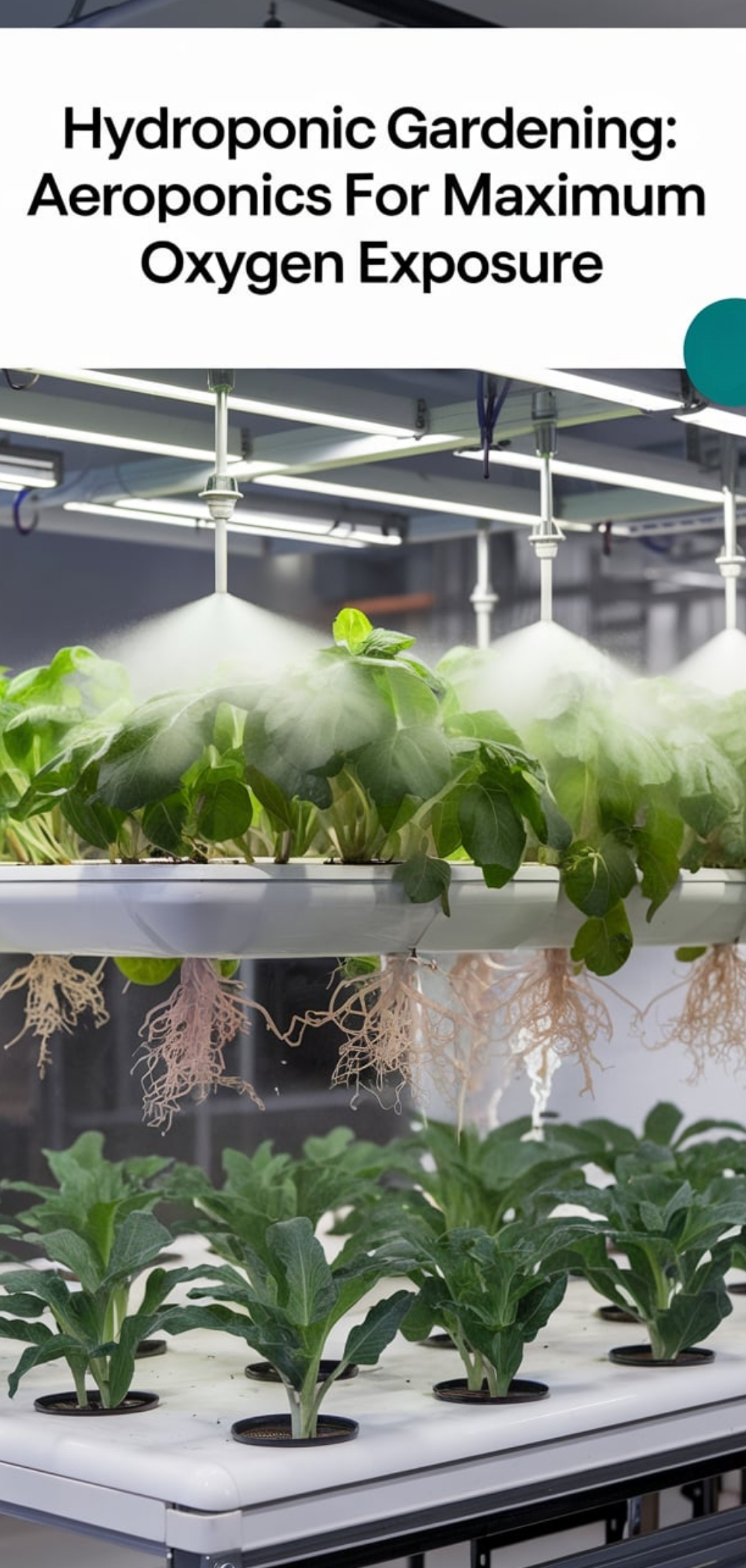Hydroponic Gardening