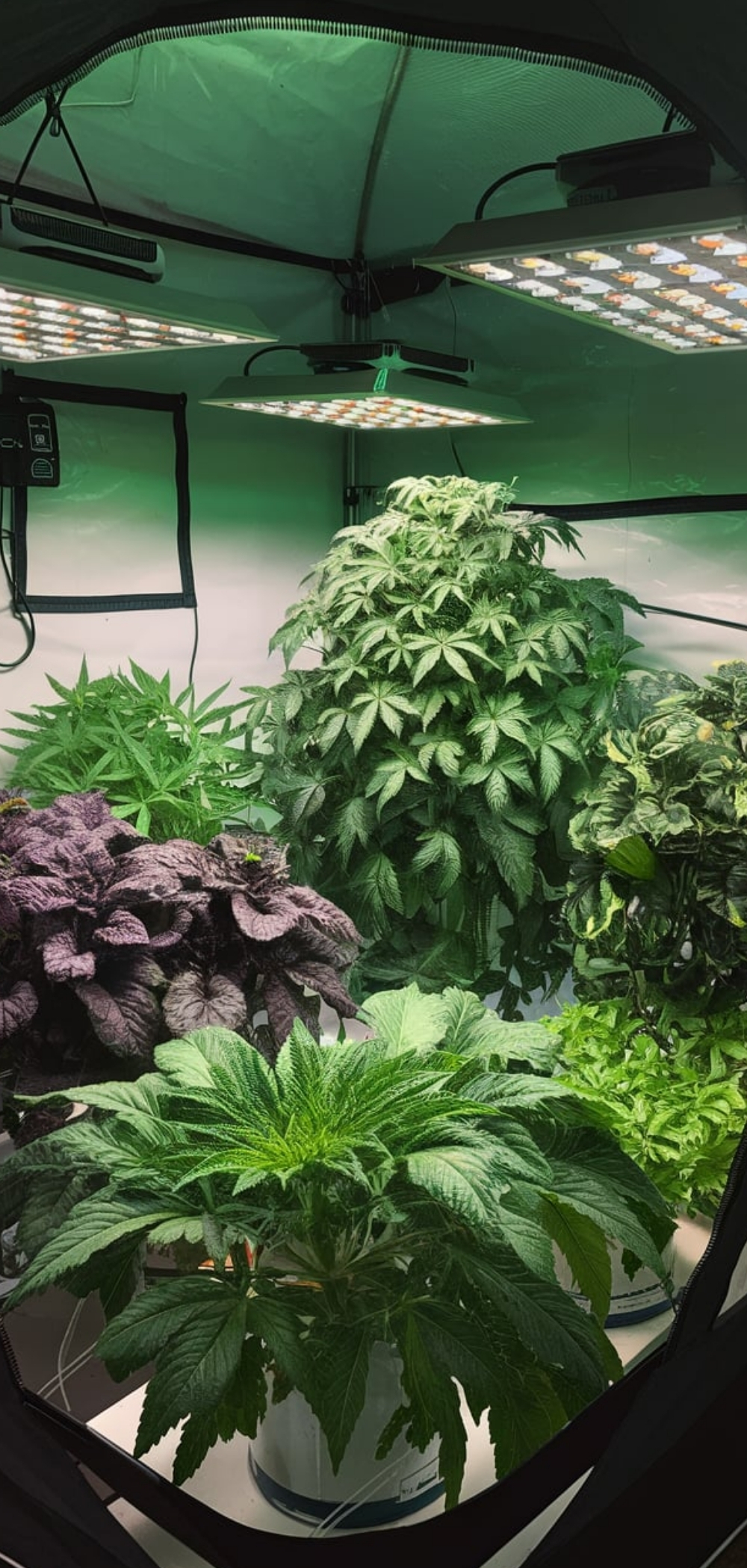 Hydroponic Gardening