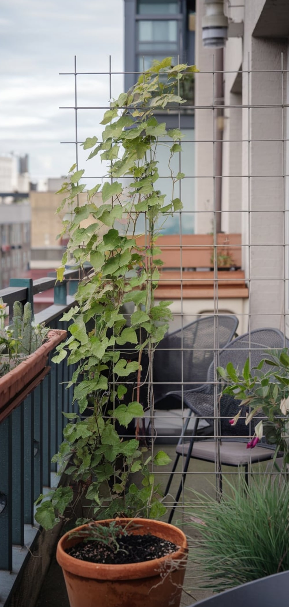Small Balcony Garden