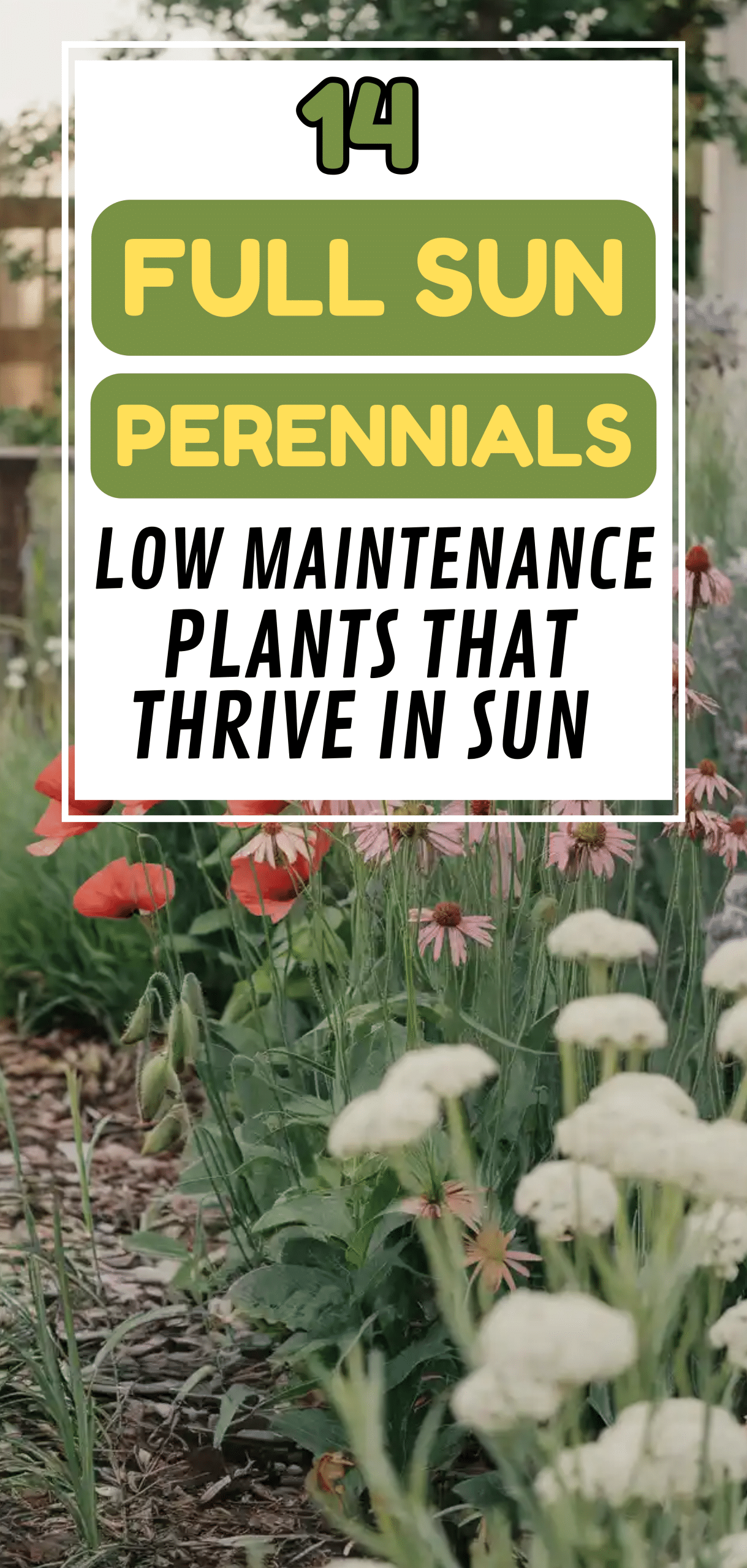 Sun Perennials