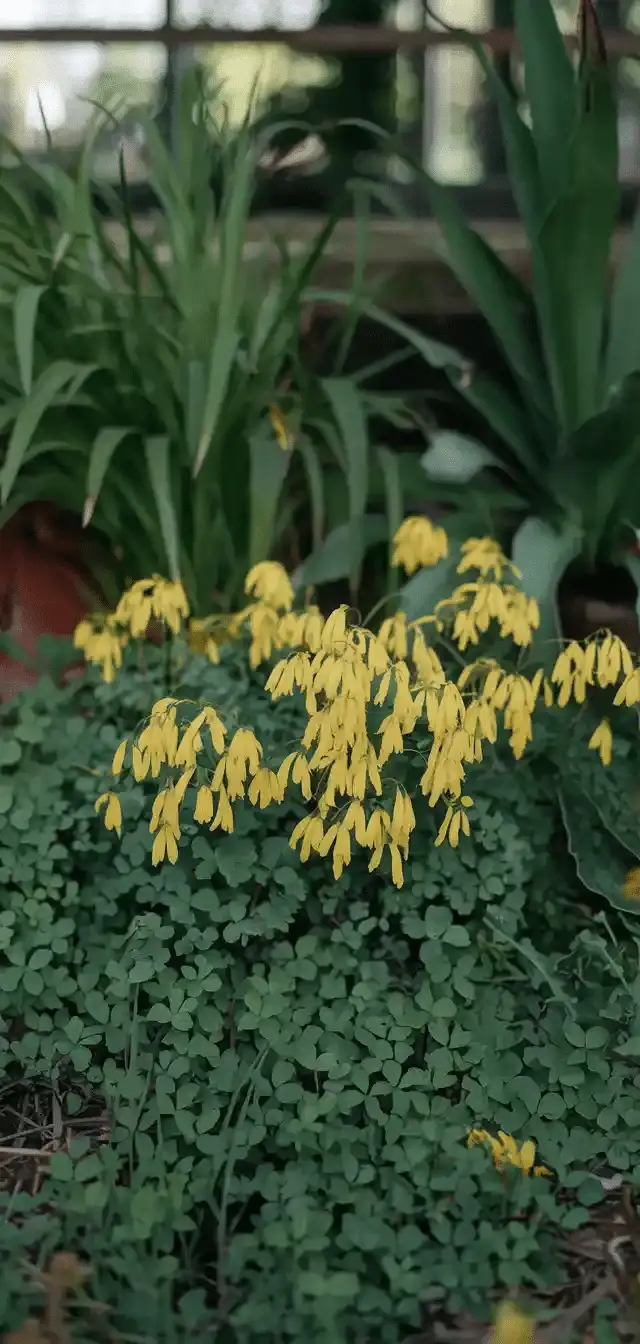 Ground Cover Plants