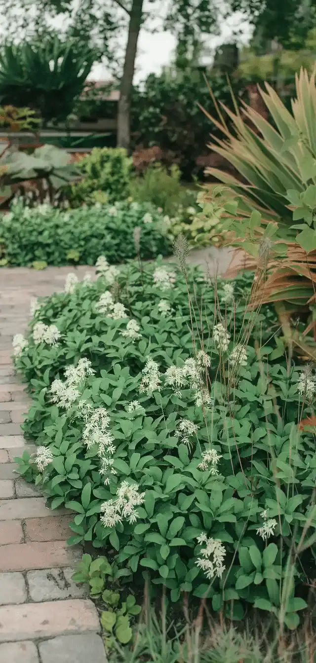 Ground Cover Plants