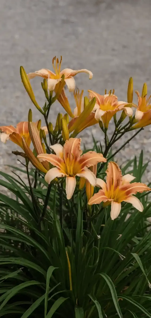 Sun Perennials