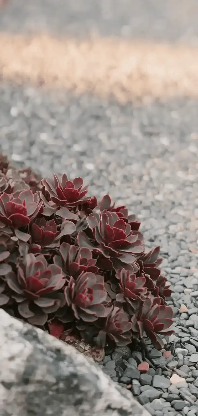 Ground Cover Plants