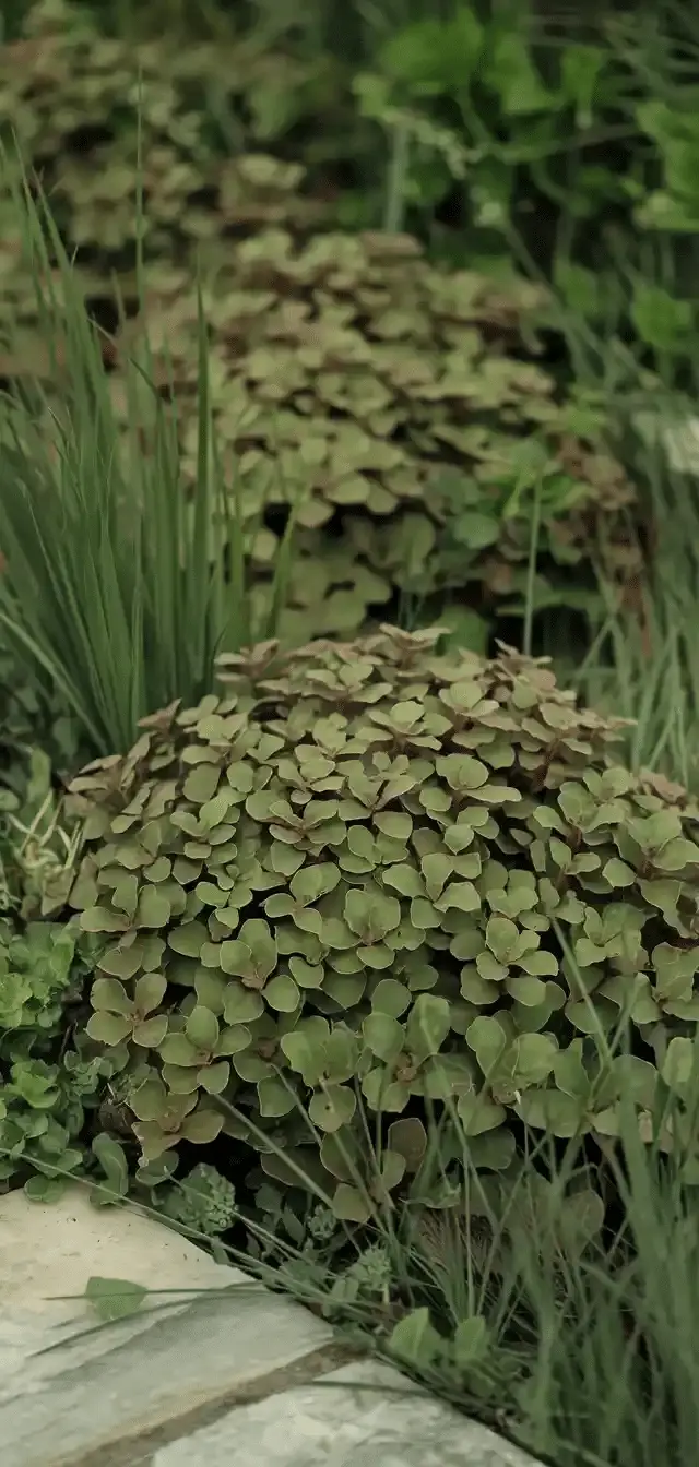 Ground Cover Plants