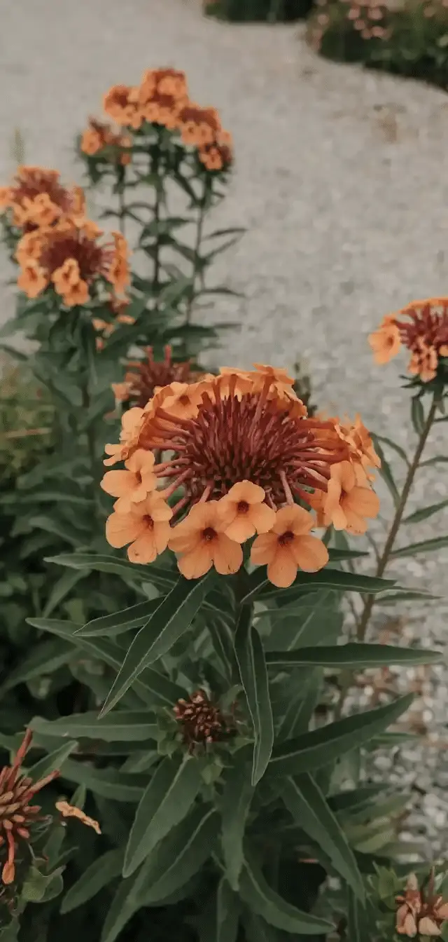 Sun Perennials
