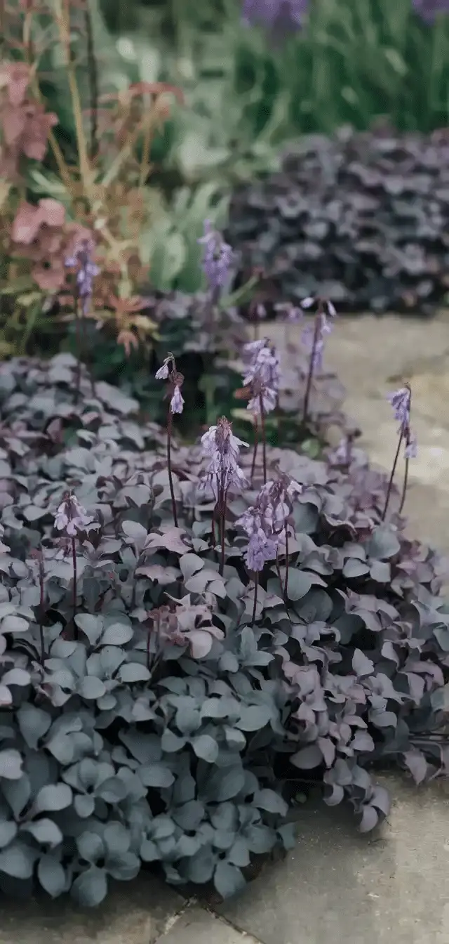 Ground Cover Plants