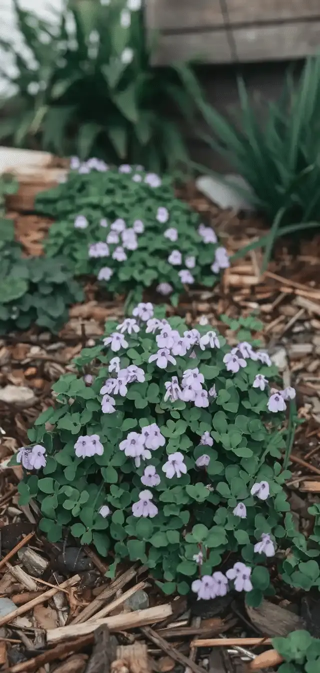 Ground Cover Plants
