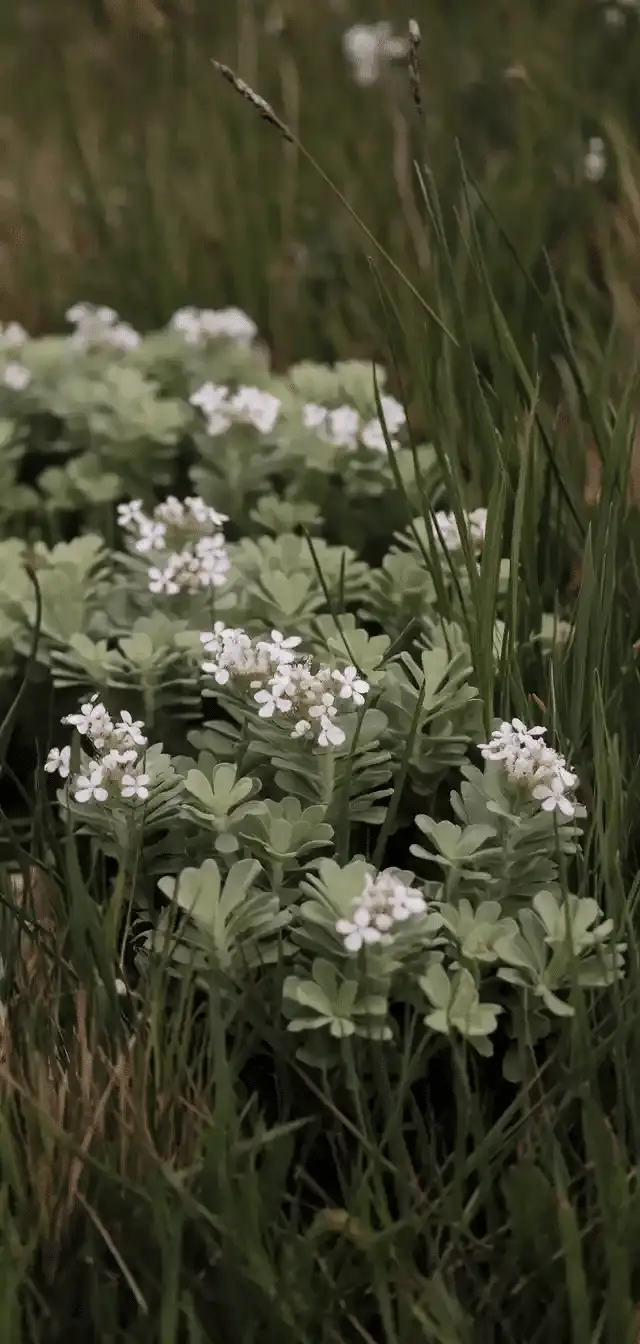Ground Cover Plants
