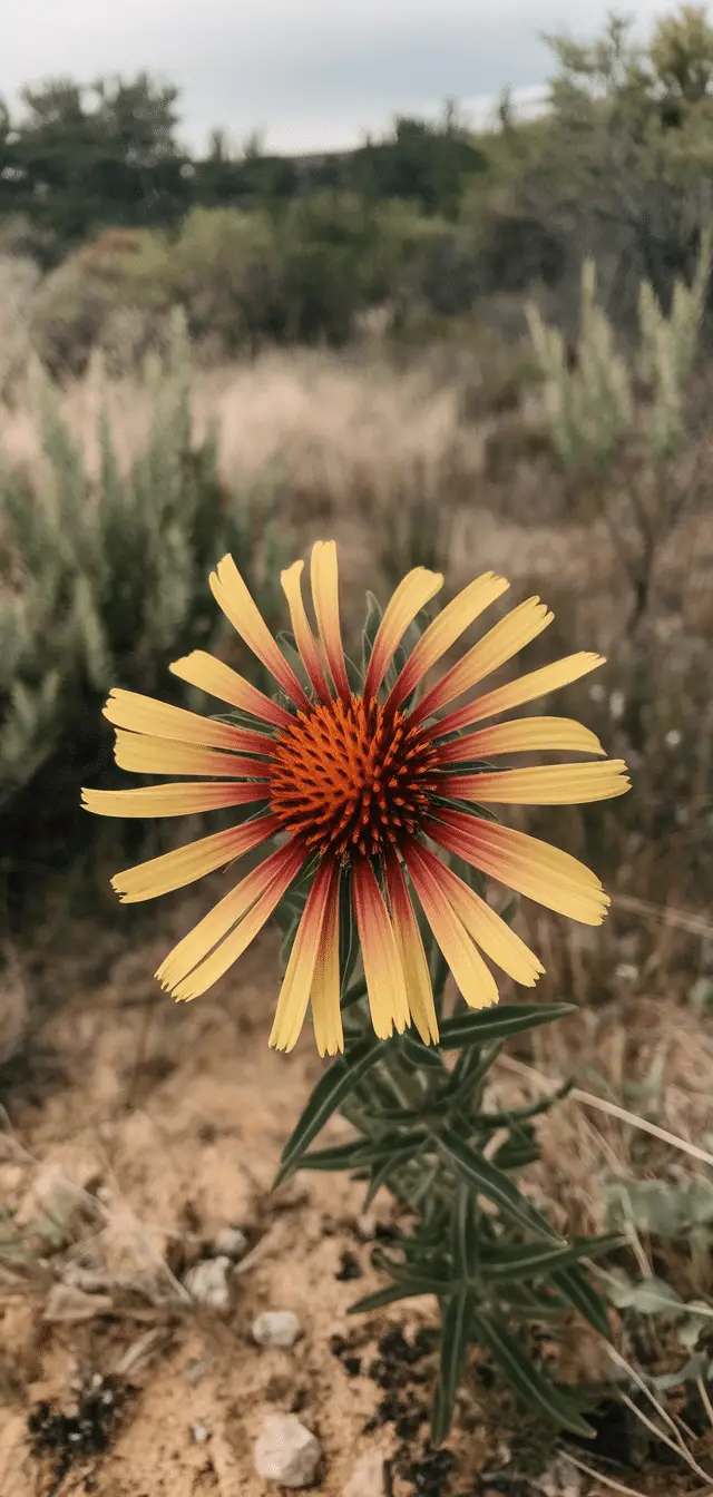 Sun Perennials