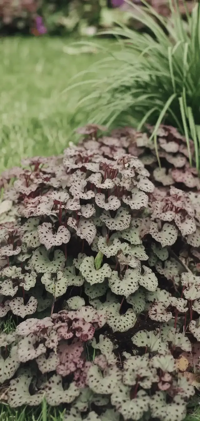 Ground Cover Plants
