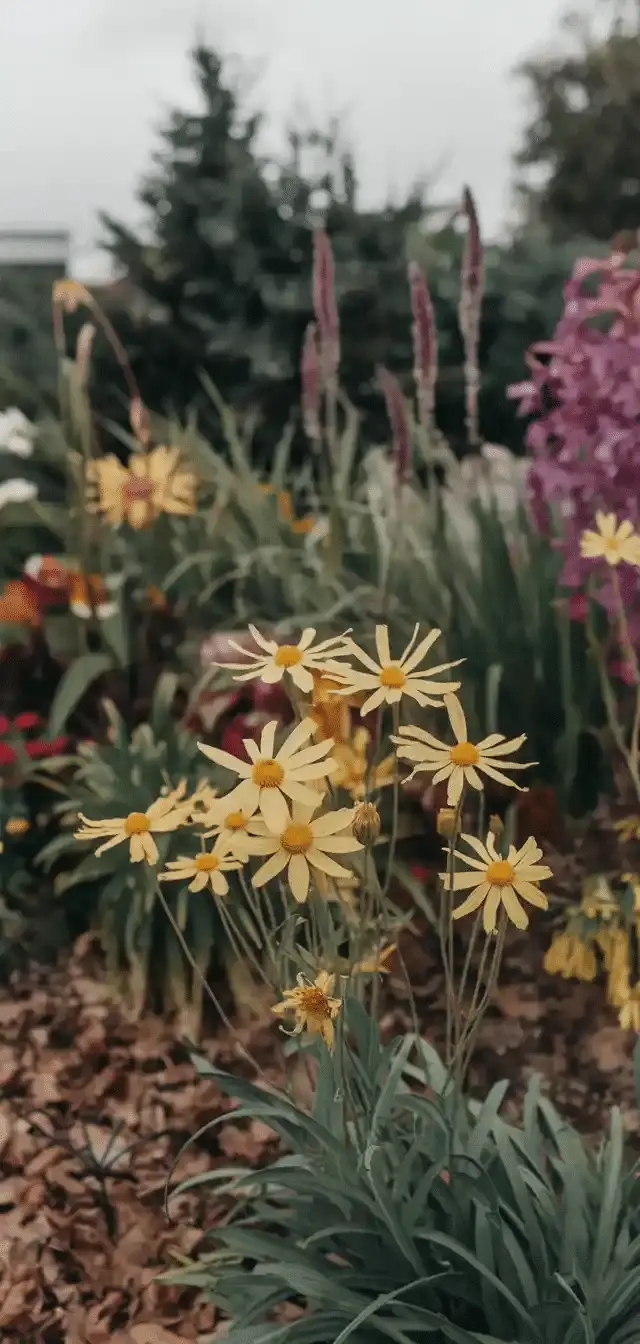 Sun Perennials