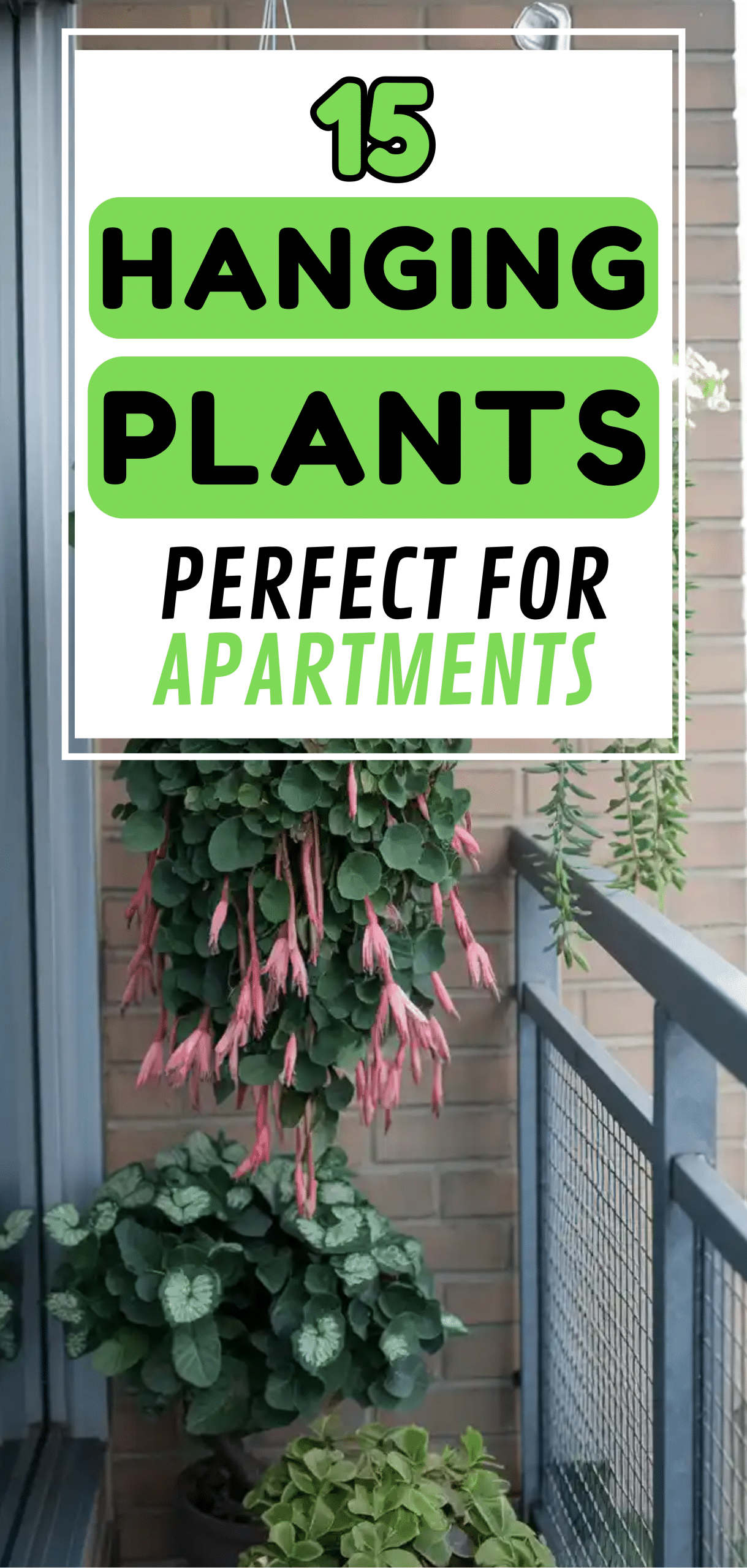 Hanging Plants Perfect For Apartments