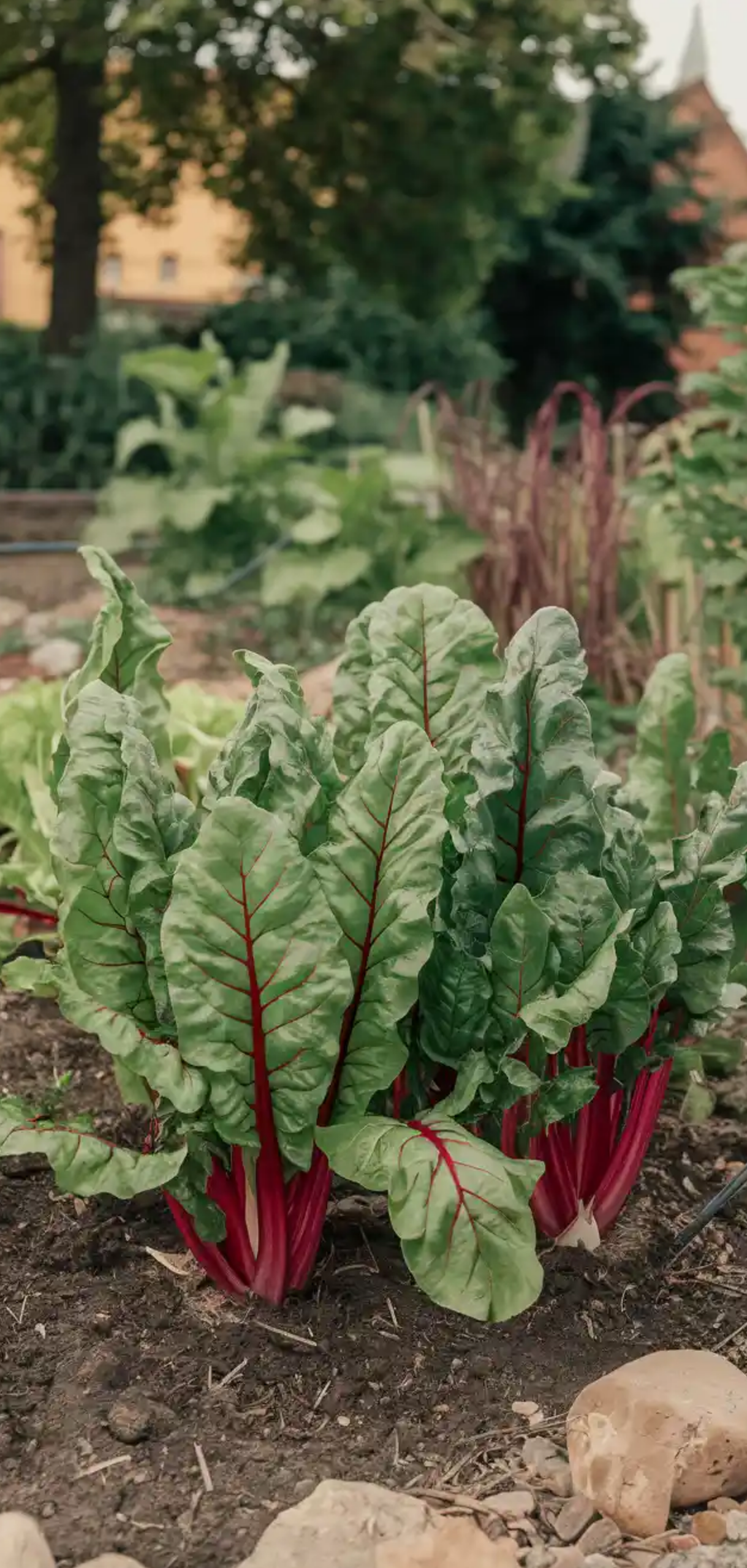 Plants to Grow in August for Fall Garden