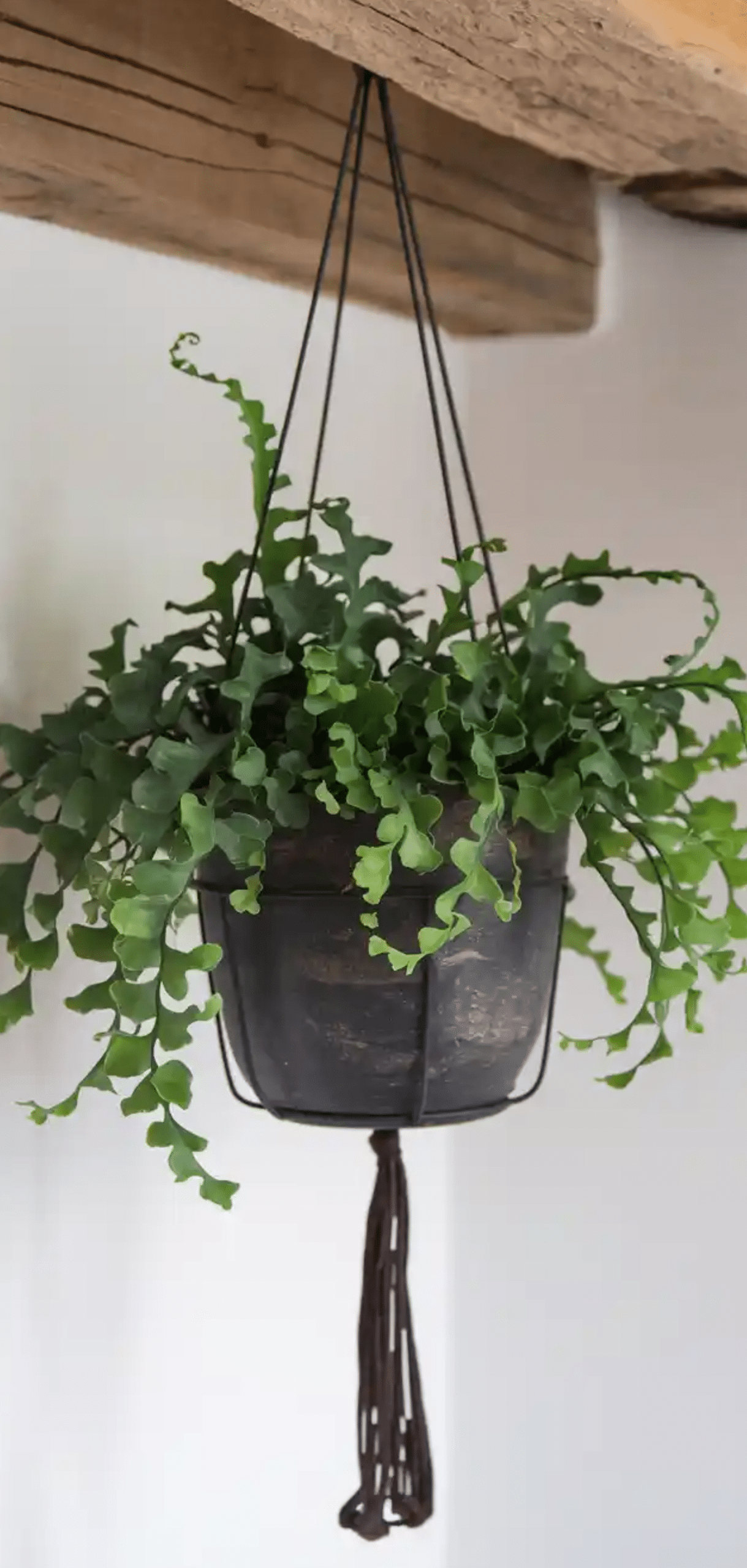 Hanging Plants Perfect For Apartments