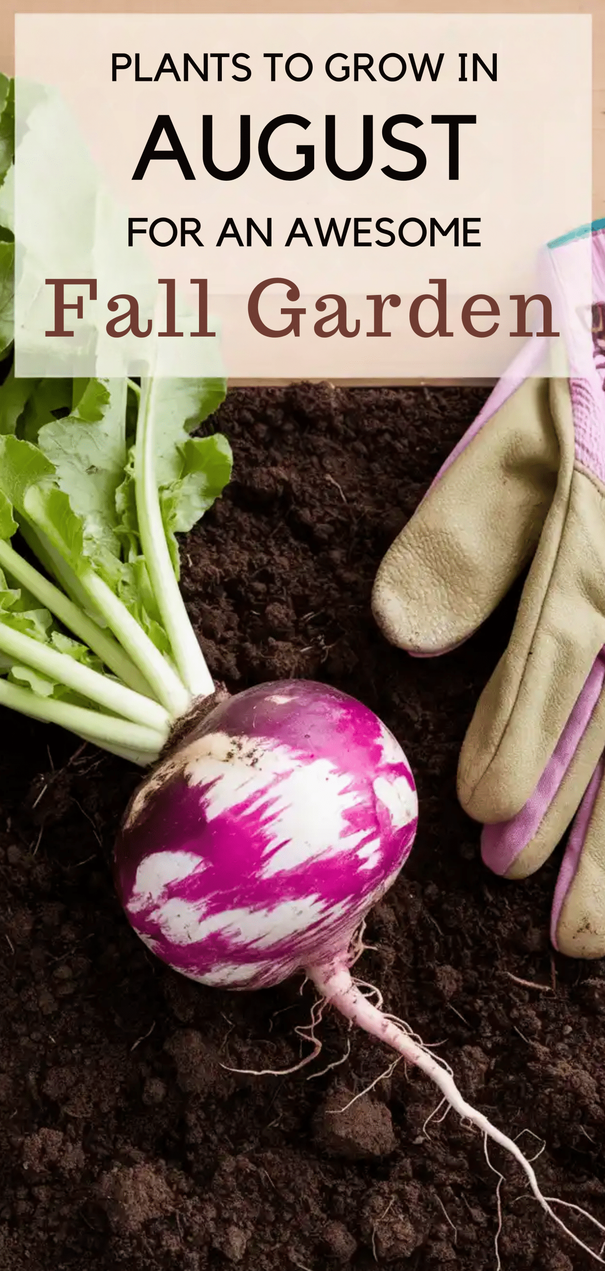 Plants to Grow in August for Fall Garden