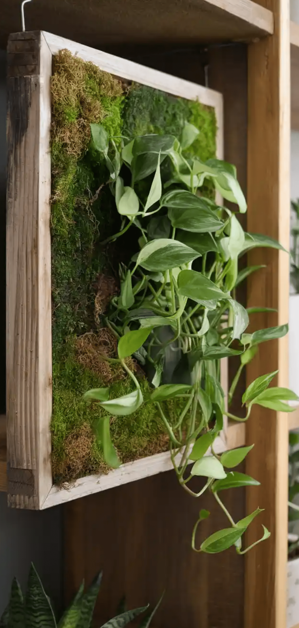 Pothos