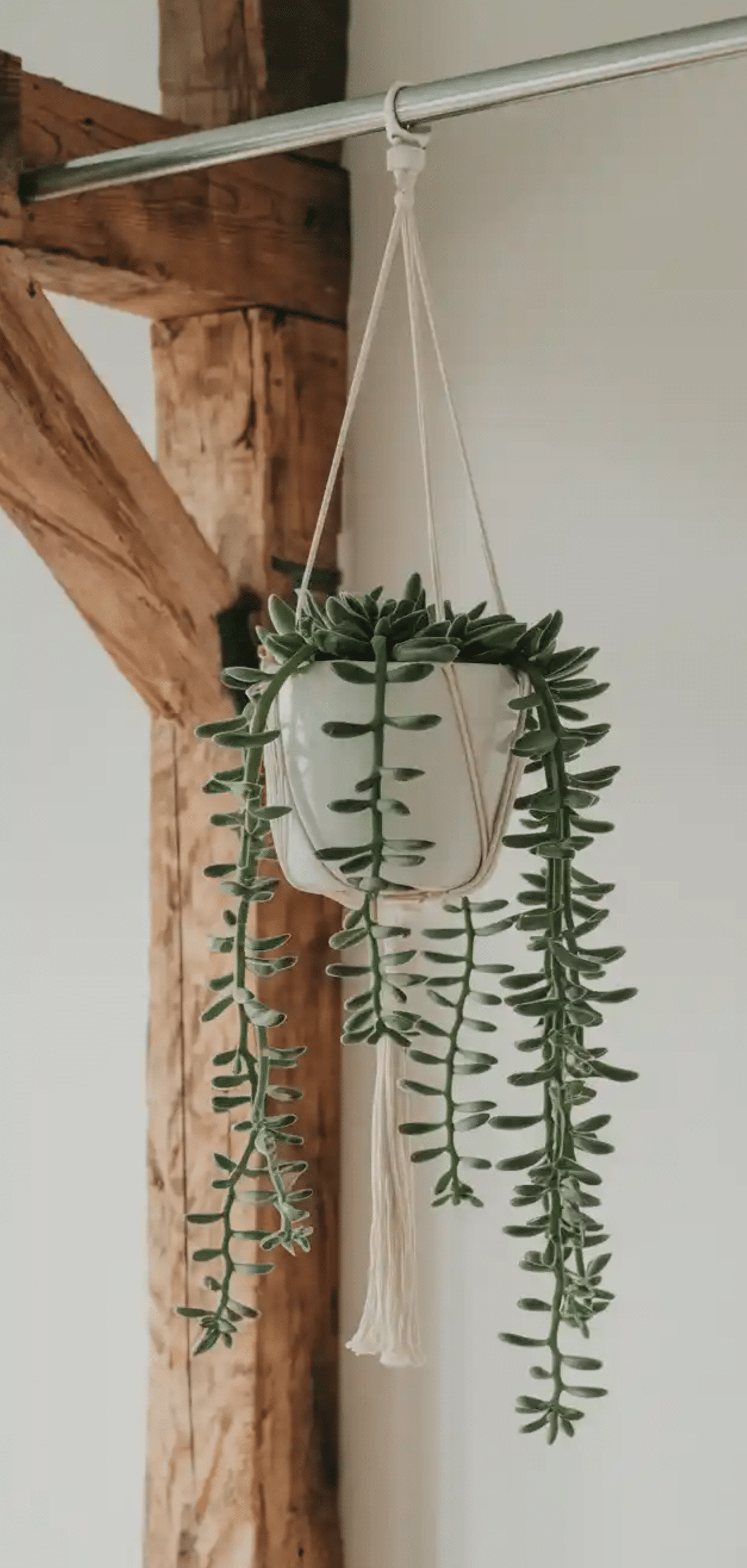 Hanging Plants Perfect For Apartments