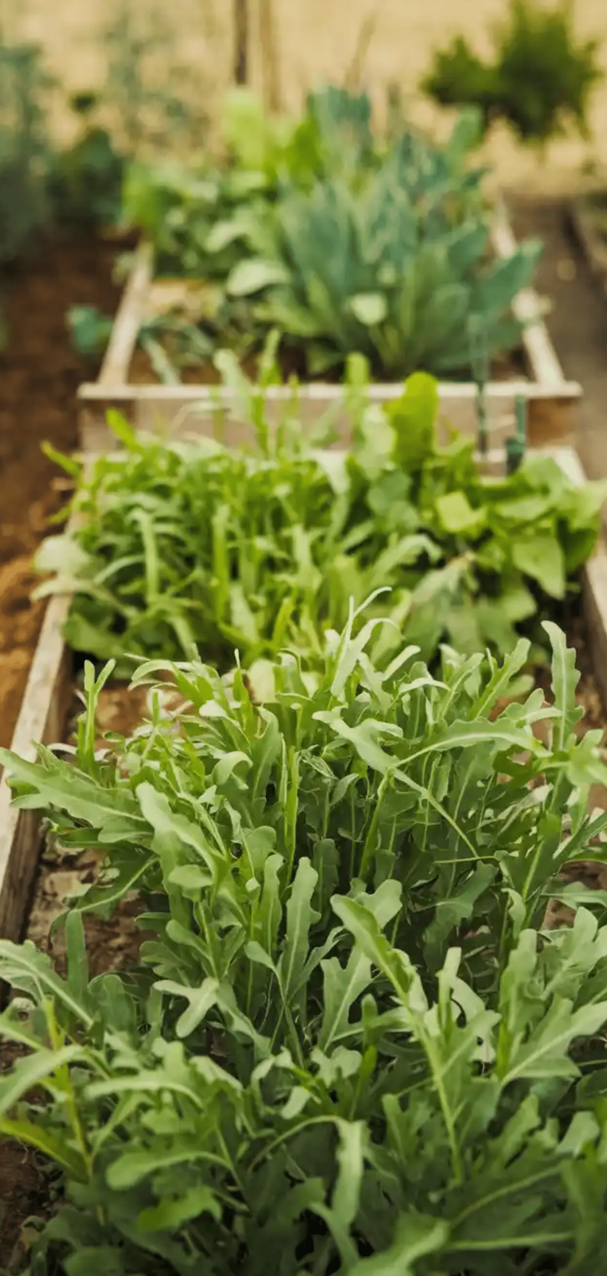 Plants to Grow in August for Fall Garden