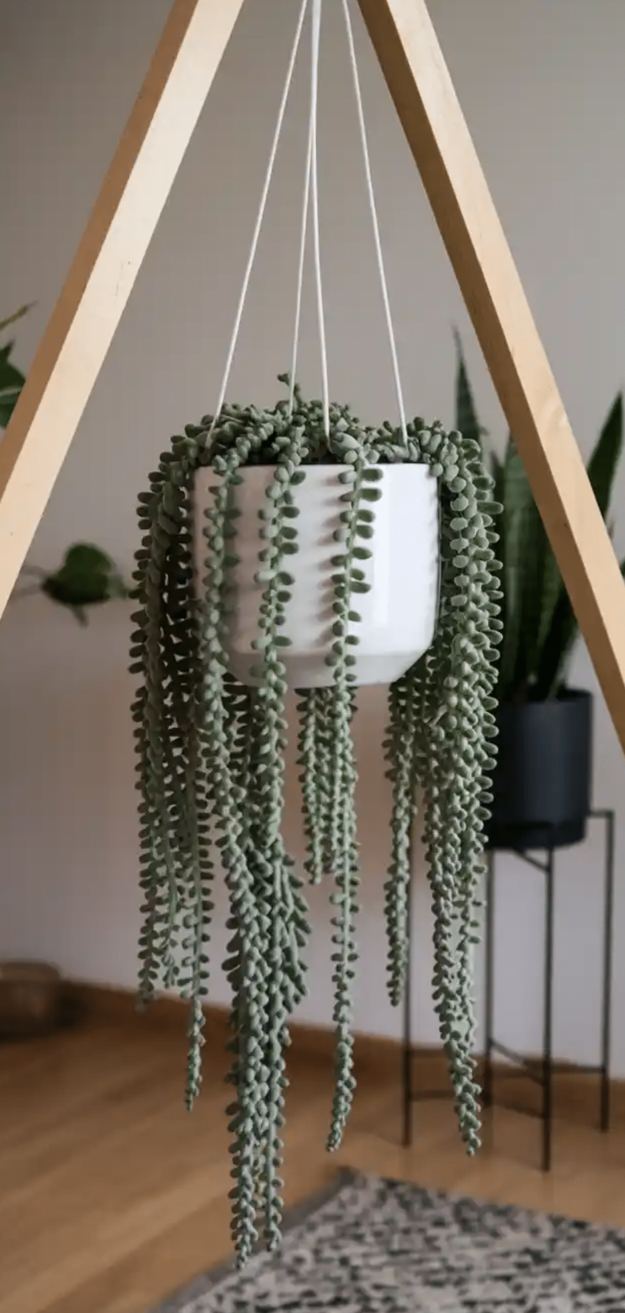 Hanging Plants Perfect For Apartments