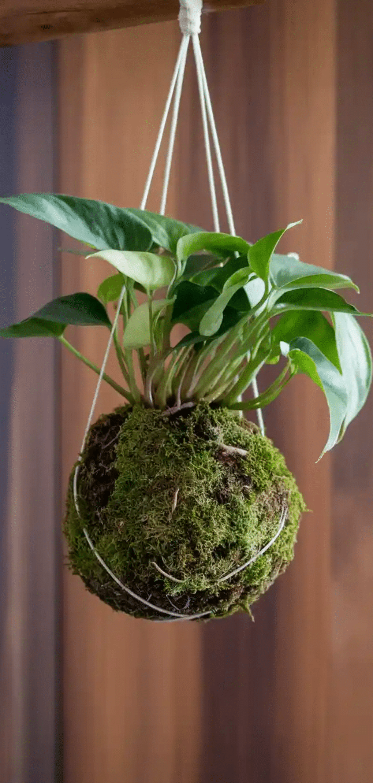 Pothos