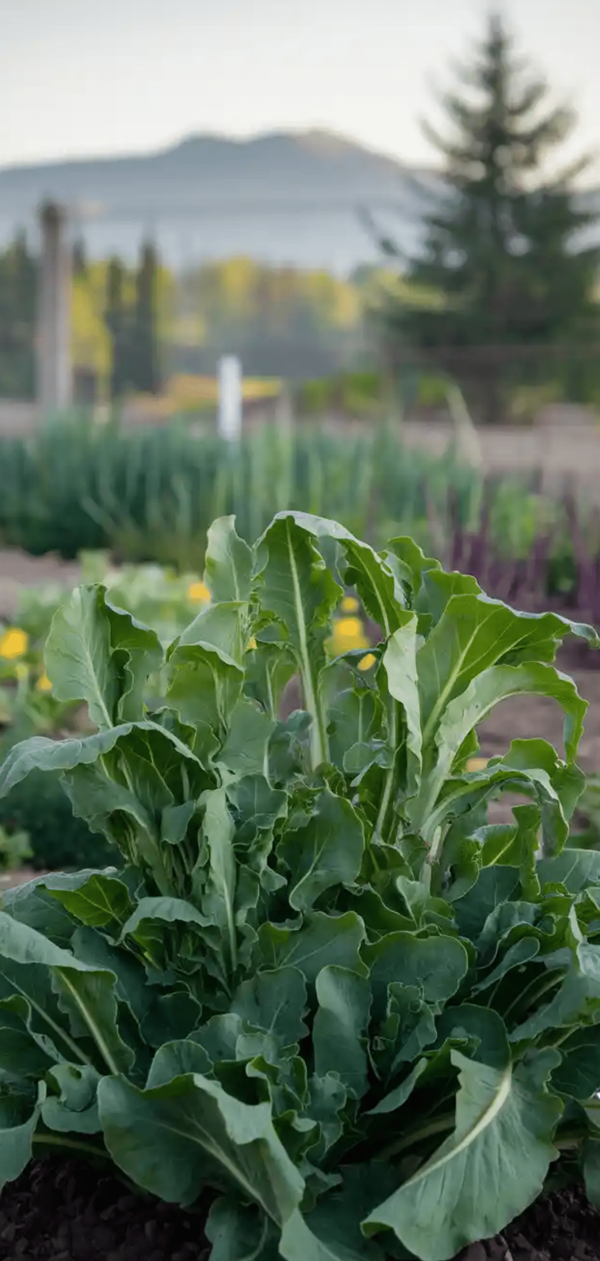 Plants to Grow in August for Fall Garden