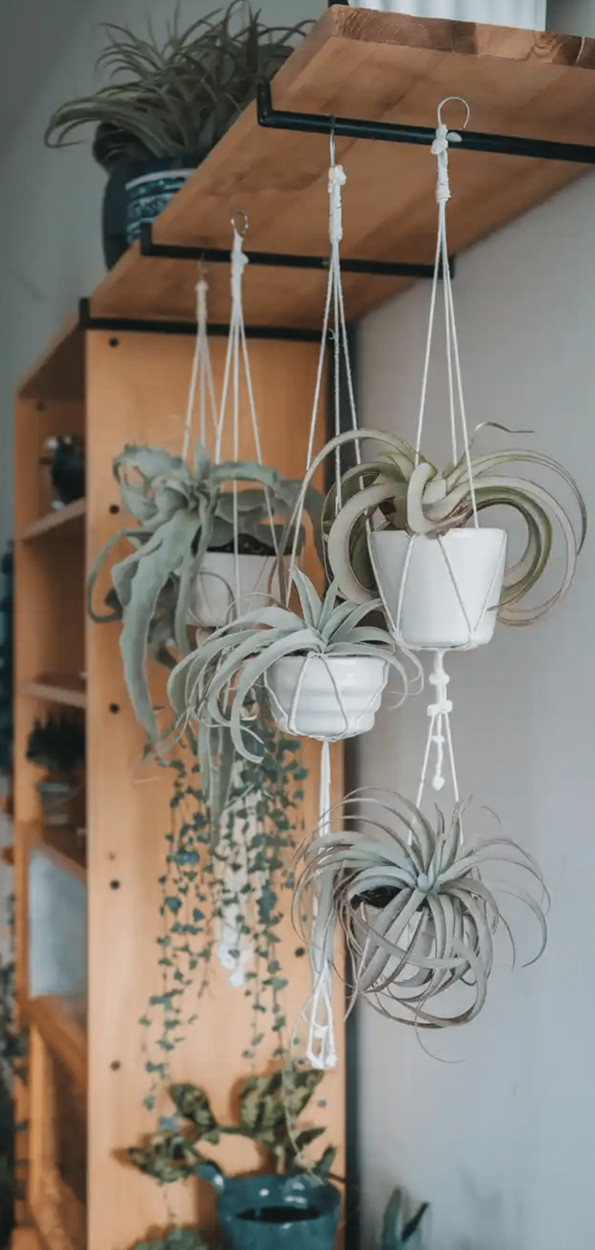 Hanging Plants Perfect For Apartments